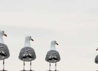 Na czym polega system zintegrowanej komunikacji marketingowej?