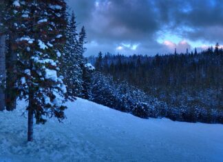 Czy licencjat to wyższe niepełne?