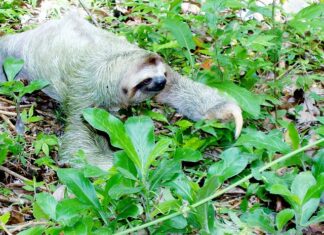 Ile będzie kosztować ETH?