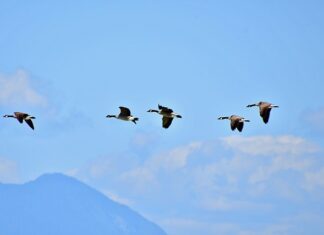 Kto kształtuje kulturę organizacji?