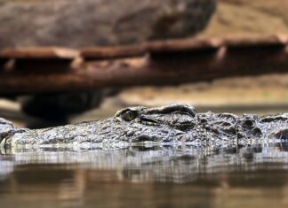 Jakie są zasady savoir vivre?